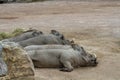 Warthogs lying on the ground