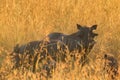 Warthogs in Masai Mara Royalty Free Stock Photo