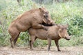 Warthogs mating.