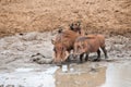 Warthogs and mud