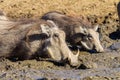 Warthogs Mud Water Animals Wildlife