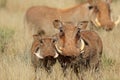 Warthogs in natural habitat - South Africa