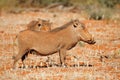 Warthogs in natural habitat Royalty Free Stock Photo