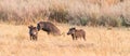 Warthogs in the Okavango Delta