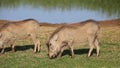 Warthogs feeding in natural habitat