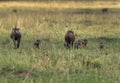 Warthogs with piglets runnig away at Masai Mara Royalty Free Stock Photo