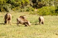 Warthogs playing in the grass Royalty Free Stock Photo