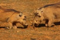 Warthogs praying