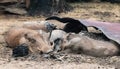 Warthogs pumbas sleeping in early morning by dying campfire Royalty Free Stock Photo