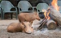 Warthogs pumbas warming up by early morning campfire