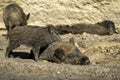 Warthogs resting and juveniles Royalty Free Stock Photo