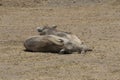 Warthogs Resting in Tanzania Royalty Free Stock Photo