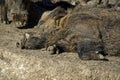 Warthogs resting Royalty Free Stock Photo