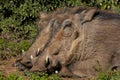 Warthogs sleeping Royalty Free Stock Photo