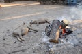 Warthogs sleeping around a camp fire, Swaziland Royalty Free Stock Photo