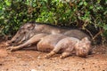 Sleeping warthogs in kenya Royalty Free Stock Photo