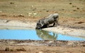 Warthogs in South Africa