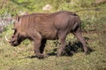 Warthogs in South Africa\'s Kruger National Park live in the wild in this natural area of African savannah