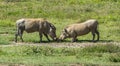 Warthogs stopping for a quick meal