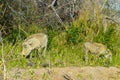 Warthogs in their habitat umfolozi national park Royalty Free Stock Photo