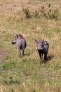 warthogs walking through the grass in their natural habitat Royalty Free Stock Photo