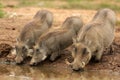 Warthogs at a watering hole