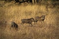 Warthogs, wild member of the pig family, in the Kruger National Park, South Africa