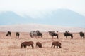 Warthogs Wildebeest and zebra in golden grass field in Ngorongoro, Serengeti Tanzania Savanna forest Royalty Free Stock Photo