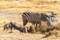 Warthogs and zebras munch and eat grass in Lake Nakuru National Park in Kenya, Africa in the afternoon sunshine Royalty Free Stock Photo