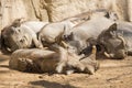 Warthoq family sleeping in the sun, Phacochoerus africanus