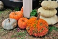 Warts on pumpkins Royalty Free Stock Photo