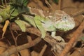 Warty chameleon