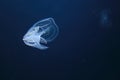 Warty comb jelly