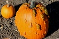 Warty Connecticut Field Pumpkin, Cucurbita pepo