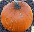 Warty Connecticut Field Pumpkin, Cucurbita pepo