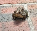 Warty Eastern American Toad on Brick