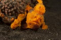 Warty Frogfish (Antennarius maculatus)