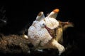 The warty frogfish or clown frogfish is a marine fish belonging to the family Antennariidae. Royalty Free Stock Photo