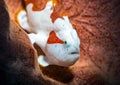 The warty frogfish or clown frogfish is a marine fish belonging to the family Antennariidae. Royalty Free Stock Photo