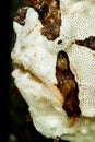 warty frogfish head closeup
