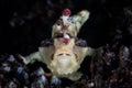 Warty Frogfish on Seafloor in Indonesia