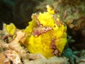 Warty Frogfish Royalty Free Stock Photo
