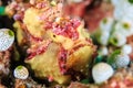 Warty frogfish