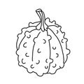 Warty or pimpled gourd in doodle. Royalty Free Stock Photo