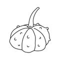 Warty gourd in doodle style.