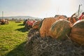 Warty or pimpled pumpkins piled on straw bales.