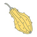 Warty or pimpled yellow gourd in cartoon style.