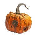 A Warty, Rotting Pumpkin with a Twisted Stem Royalty Free Stock Photo