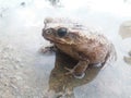 Warty toad in pond