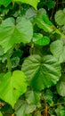 Waru leaves have good properties for human health
